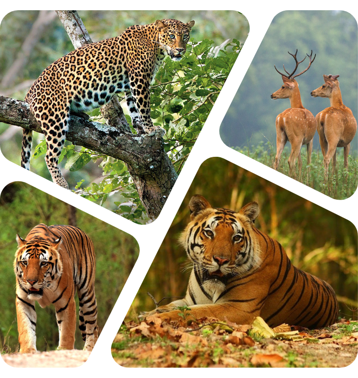 The Tiger Travels Best Wildlife Travel Agency in India, Jungle Safari at  the Best Price