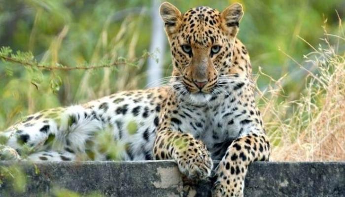 jahalana-leopard-0safari